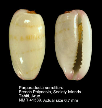 Purpuradusta serrulifera.jpg - Purpuradusta serruliferaSchilder & Schilder,1938